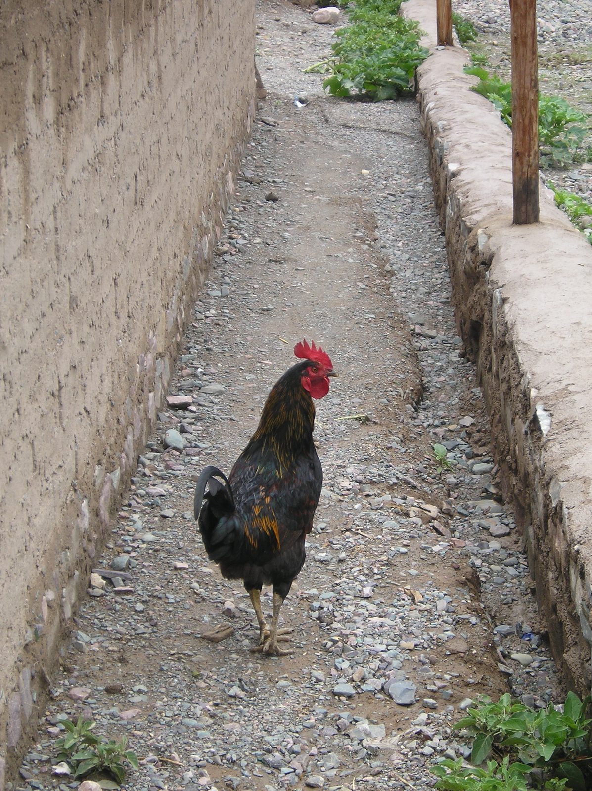 P1010065